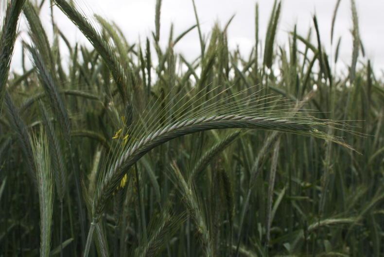 Managing winter rye as interest in the crop increases