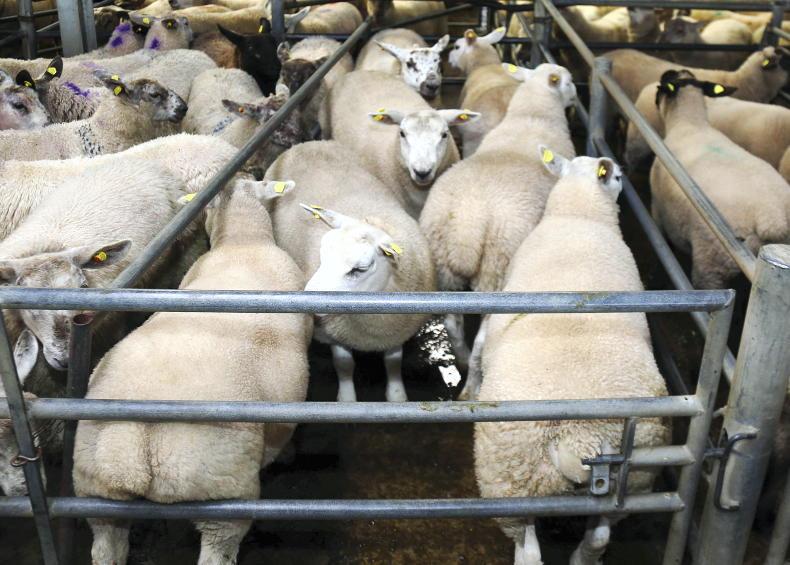 Lamb mart prices fall by €15/head and greater in cases Lamb mart prices fall by €15/head and greater in cases