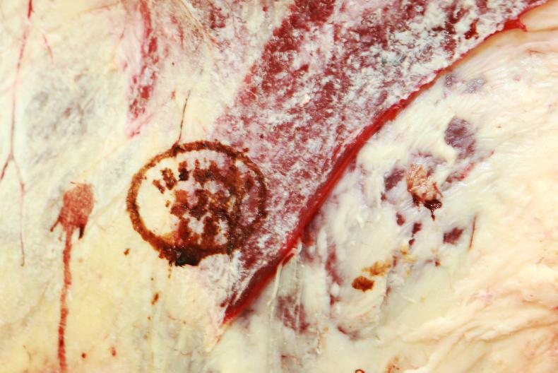 One carcase grading machine found inaccurate in 2021 One carcase grading machine found inaccurate in 2021