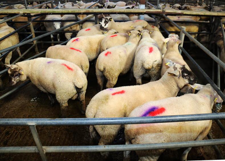 SheepWatch: mart trade rebounds with prices up €2 to €5/head SheepWatch: mart trade rebounds with prices up €2 to €5/head