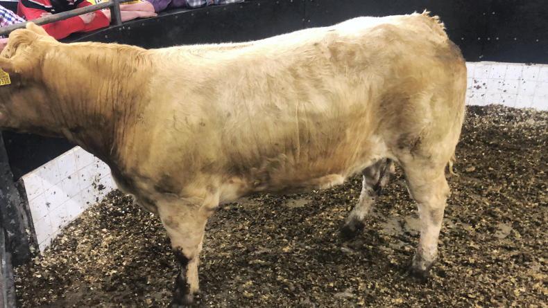 Watch: bullocks on fire in Elphin Watch: bullocks on fire in Elphin