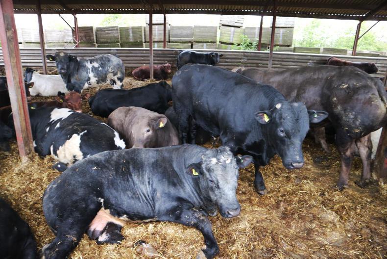 Scottish market steady for cattle and sheep this week Scottish market steady for cattle and sheep this week