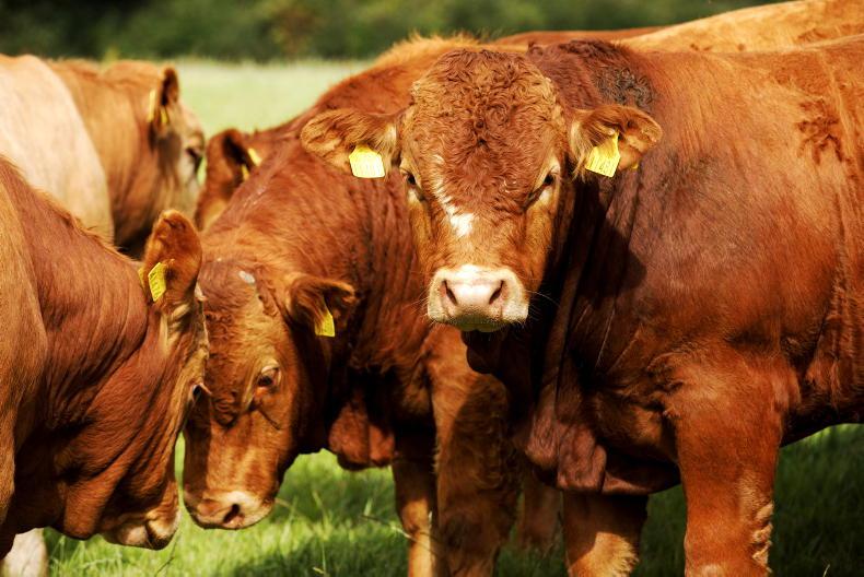 Beef hits eight-year high with €5/kg in sight Beef hits eight-year high with €5/kg in sight