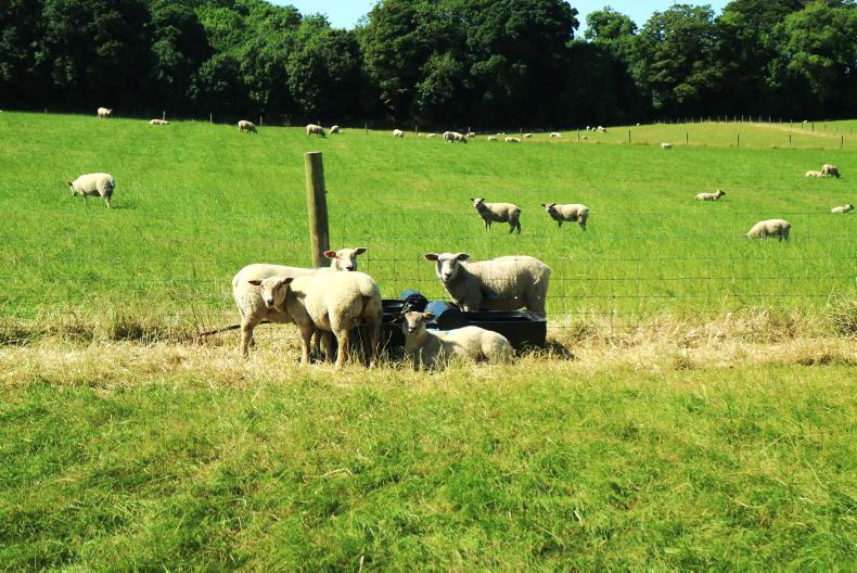 Heatwave management: shelter for ram lambs and safe transport of sheep Heatwave management: shelter for ram lambs and safe transport of sheep