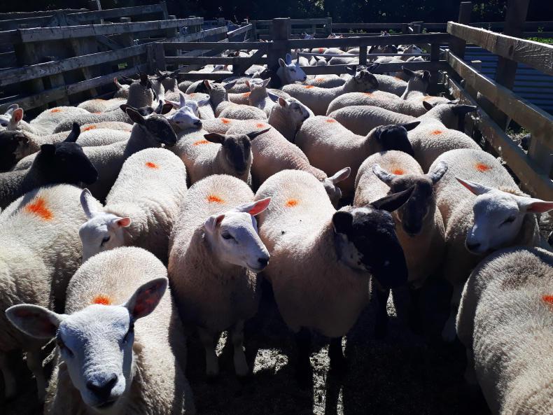Scottish Prices: good trade continues for sheep and cattle farmers Scottish Prices: good trade continues for sheep and cattle farmers