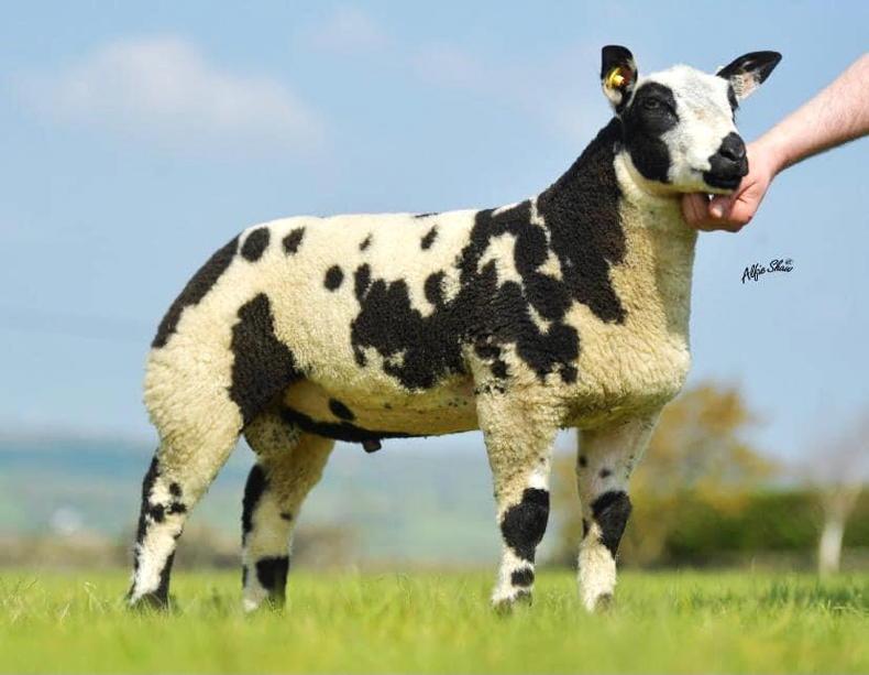 New Irish sheep society set for first premier New Irish sheep society set for first premier