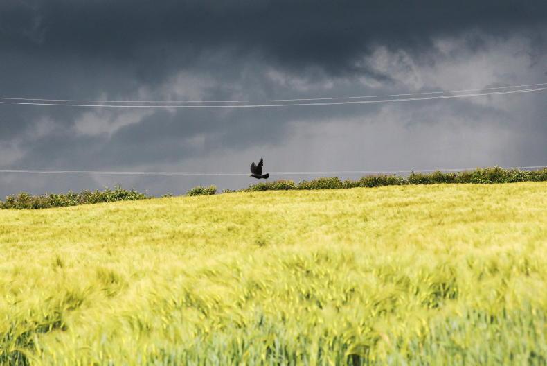 Weekly weather: rain ahoy as heatwave dissipates Weekly weather: rain ahoy as heatwave dissipates