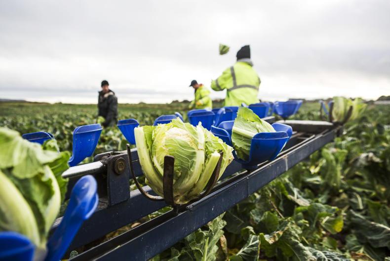 Seasonal farm workers exempt from Northern Irish quarantine rules Seasonal farm workers exempt from Northern Irish quarantine rules