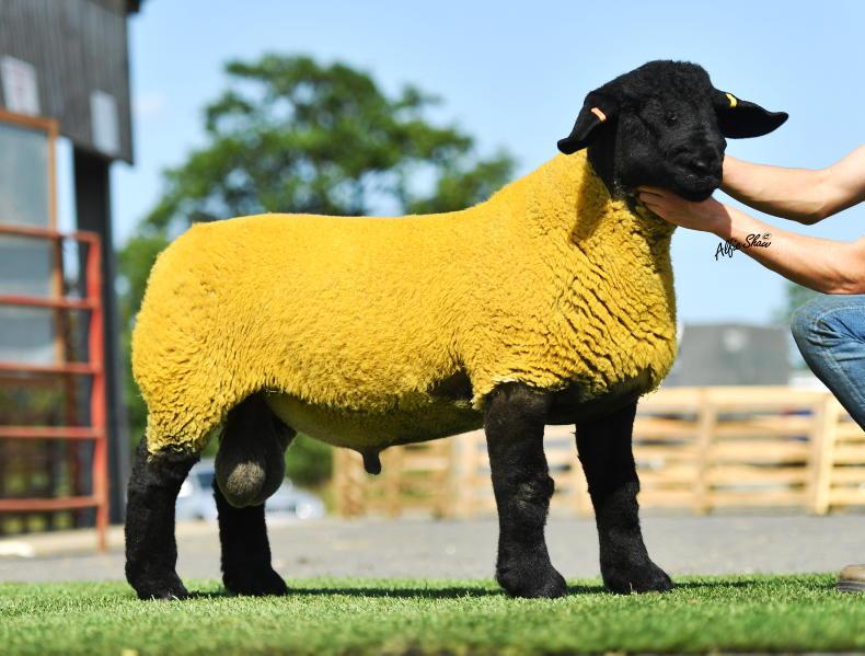 Huge optimism drives record prices at sheep breeding sales Huge optimism drives record prices at sheep breeding sales