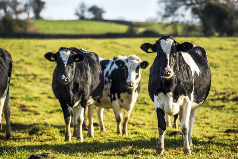 Grass+Dairy: getting graze-outs right in August Grass+Dairy: getting graze-outs right in August