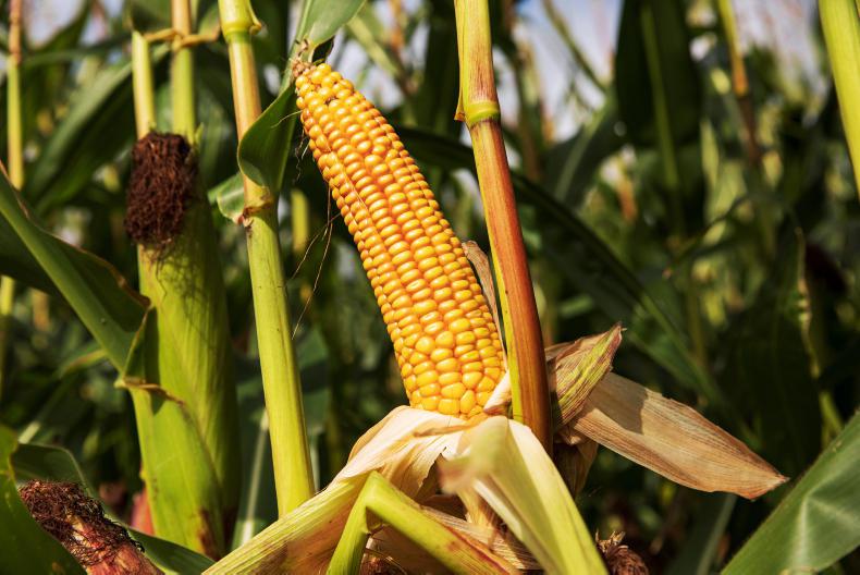 Could another La Niña weather event affect Brazilian crops? Could another La Niña weather event affect Brazilian crops?