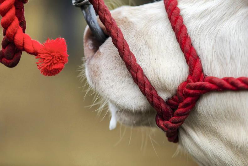 Getting started on the show scene Getting started on the show scene