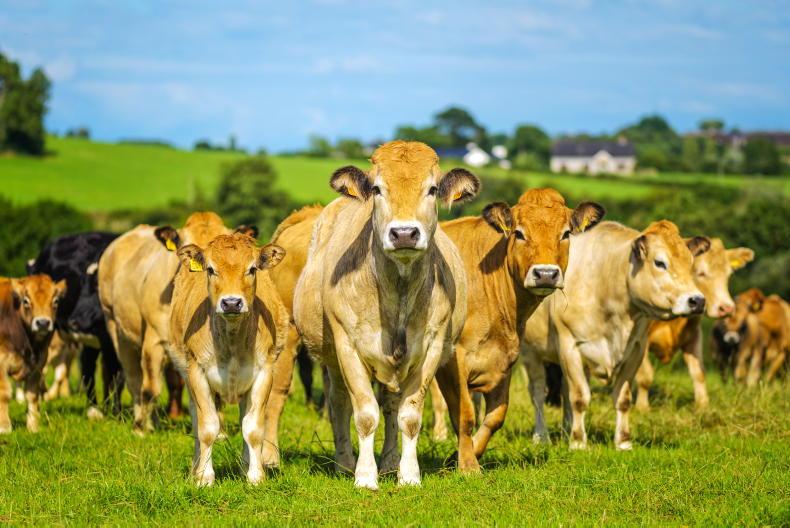 Use Pillar II funds to offset beef farmer payment losses – IFA Use Pillar II funds to offset beef farmer payment losses – IFA