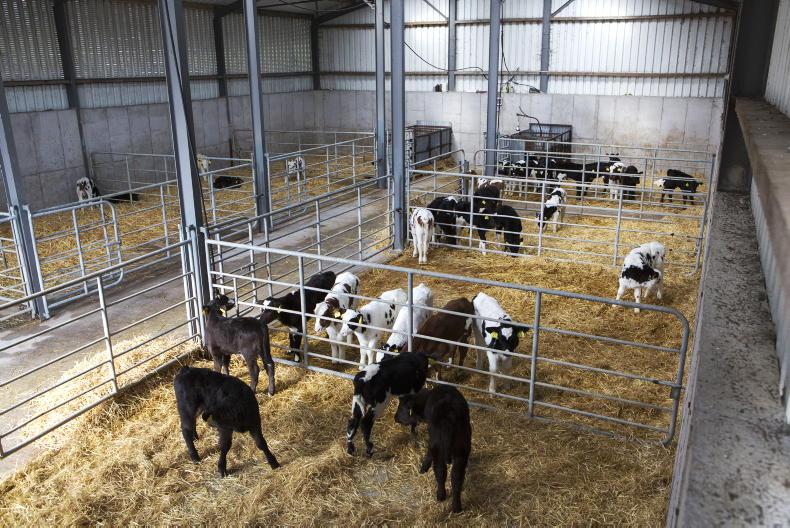 Large variation in heifer rearing on NI dairy farms Large variation in heifer rearing on NI dairy farms