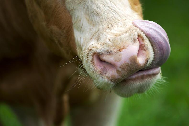 Ireland enters a &lsquo;higher risk period&rsquo; for bluetongue transmission