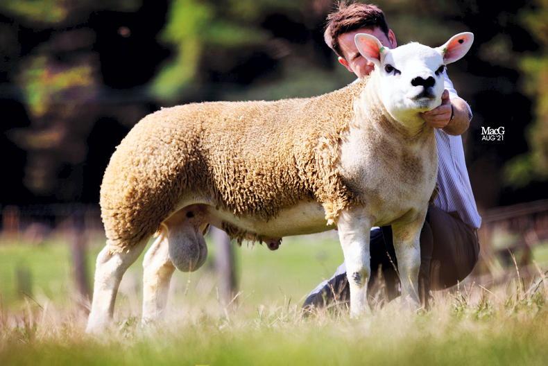 100,000gns for Texel ram in Lanark 100,000gns for Texel ram in Lanark