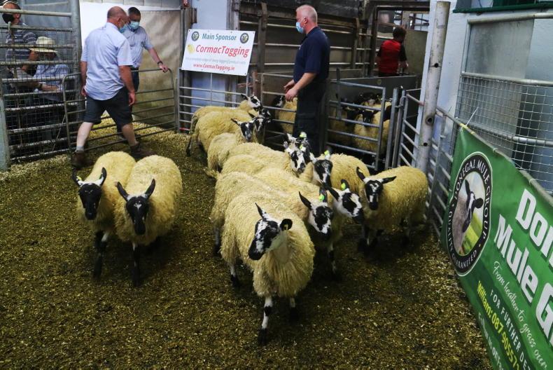 Camera at the Mart: solid trade at Donegal Mule Group sale Camera at the Mart: solid trade at Donegal Mule Group sale