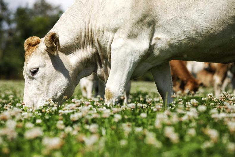 23% of consumers willing to pay a premium for grass-fed beef 23% of consumers willing to pay a premium for grass-fed beef