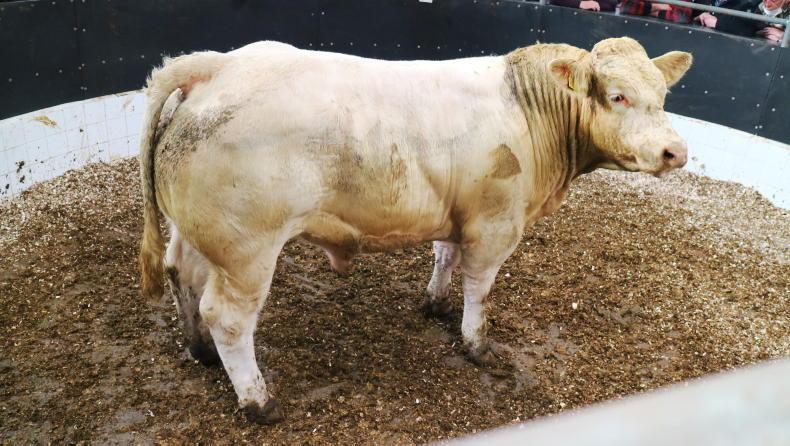 MartBids Database: tightening supply of short-keep cattle boosts ringside prices MartBids Database: tightening supply of short-keep cattle boosts ringside prices