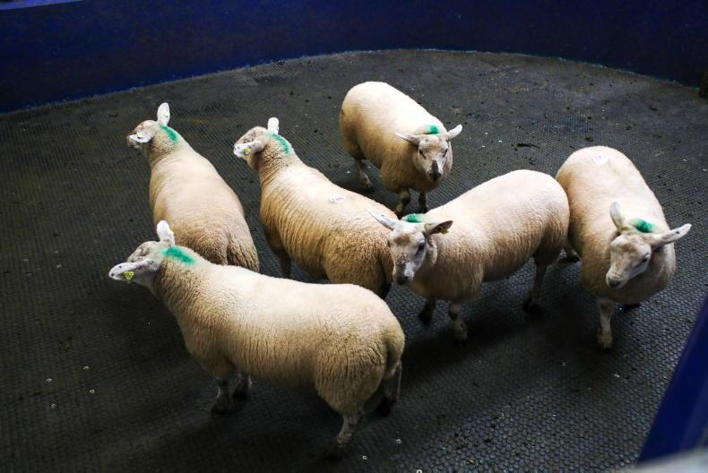 SheepWatch: factory lambs ease by €2 to €4 per head SheepWatch: factory lambs ease by €2 to €4 per head