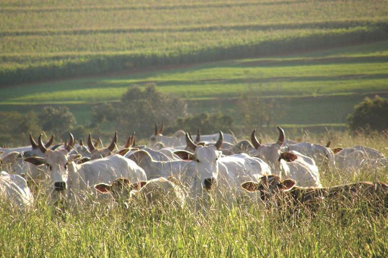 Brazil waiting for clearance from China Brazil waiting for clearance from China