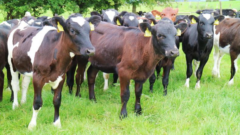 Teagasc board member distances himself from director’s comments Teagasc board member distances himself from director’s comments