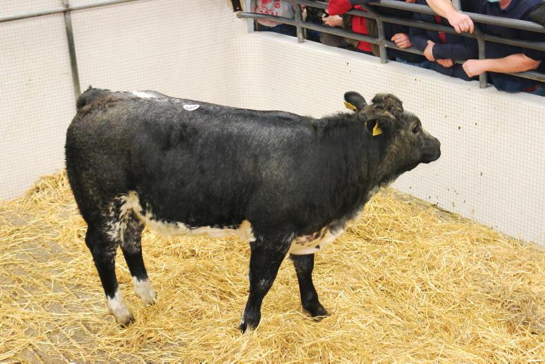 MartBids Database: spring weanlings starting to move in numbers MartBids Database: spring weanlings starting to move in numbers