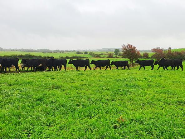 Watch: targets being hit on Mayo Thrive dairy beef farm Watch: targets being hit on Mayo Thrive dairy beef farm