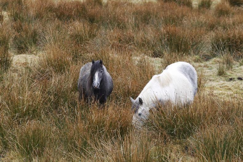 How to register as an equine premises Free