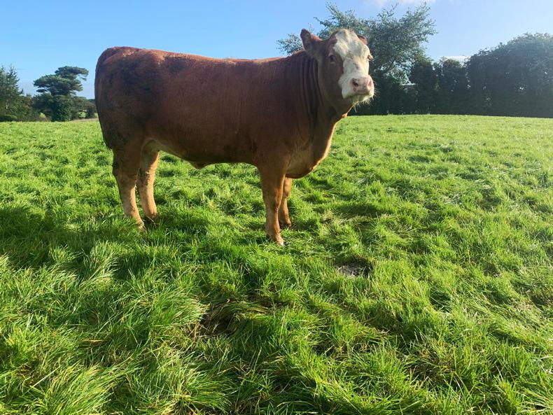 Heavy rain upsetting grazing plans on Tullamore Farm Heavy rain upsetting grazing plans on Tullamore Farm