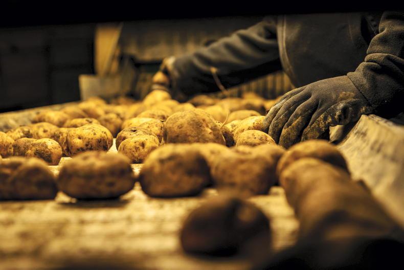 Support Irish producers on National Potato Day - IFA Support Irish producers on National Potato Day - IFA