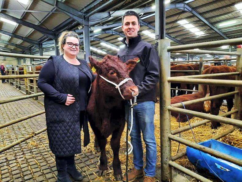 High demand for females at annual Salers sale High demand for females at annual Salers sale