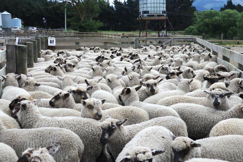 Big drop in EU sheepmeat imports Big drop in EU sheepmeat imports