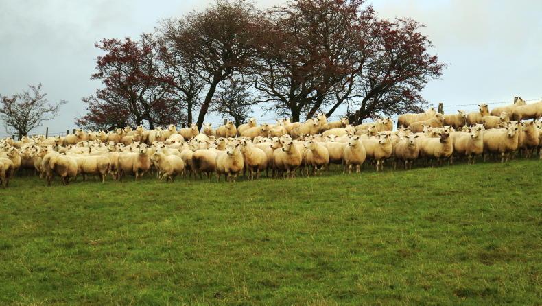 June census records marginal decline in UK sheep flock June census records marginal decline in UK sheep flock