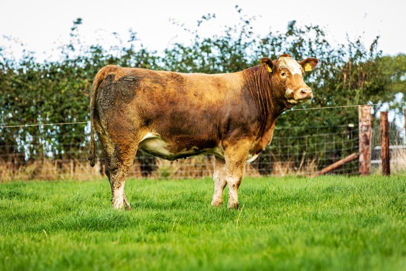 Tullamore Farm in-calf heifers top €2,600 Tullamore Farm in-calf heifers top €2,600