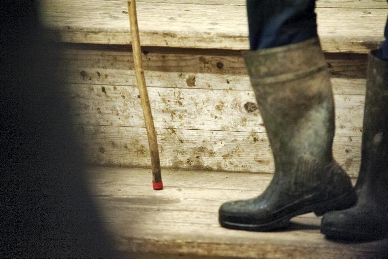 Judge dismisses €60,000 case over ‘mad cow’ attack at mart Judge dismisses €60,000 case over ‘mad cow’ attack at mart