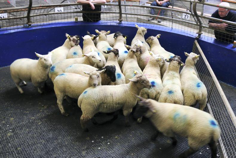 Sheep mart prices: lambs up by as much as €10/head Sheep mart prices: lambs up by as much as €10/head