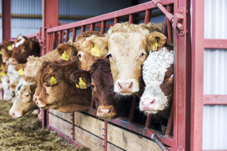 Beef management: housing cattle ahead of heavy rain Beef management: housing cattle ahead of heavy rain