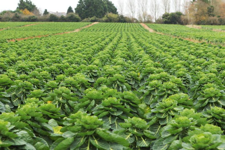 €9m capital grant scheme launched for horticulture sector €9m capital grant scheme launched for horticulture sector