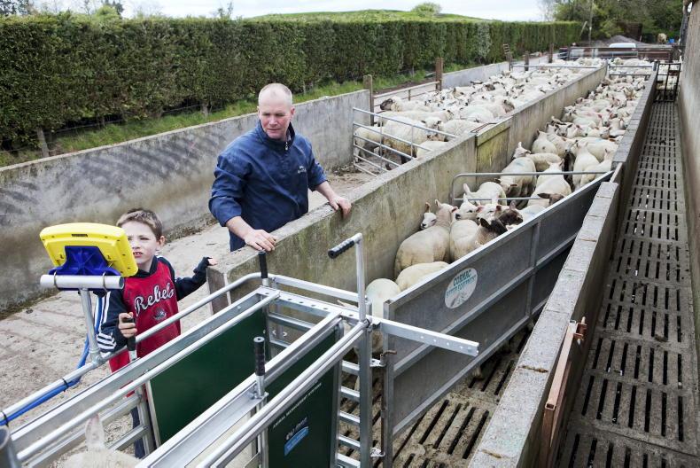 CAP funding for sheep will exclude 1m ewes – IFA
CAP funding for sheep will exclude 1m ewes – IFA