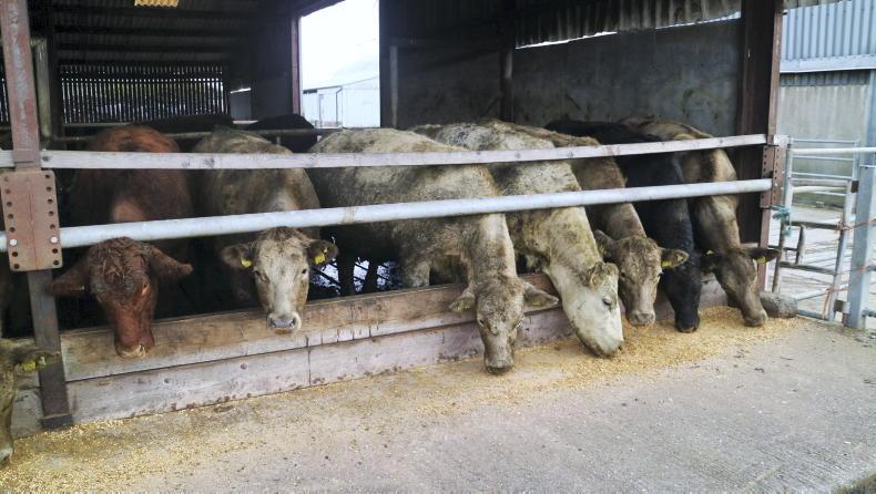 Newford update: 24 more cattle drafted for sale Newford update: 24 more cattle drafted for sale