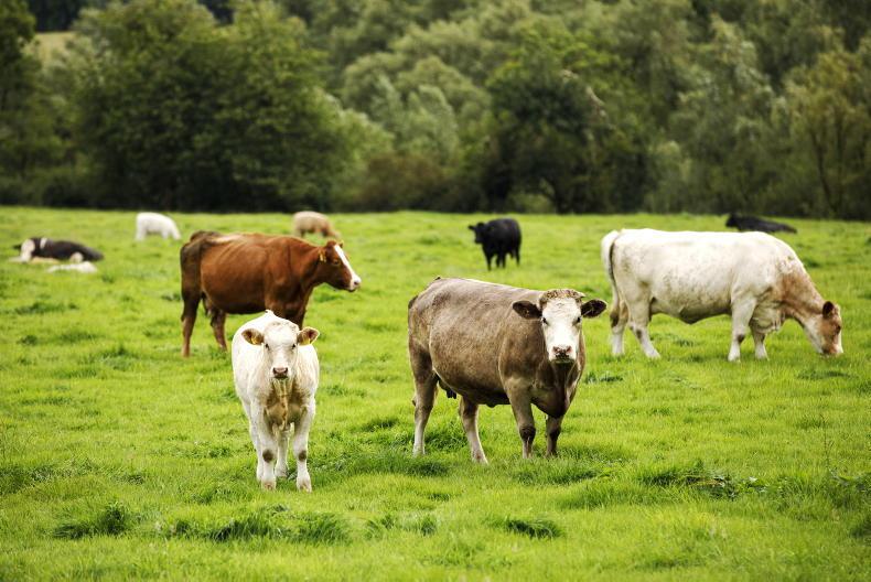 No limit on cow numbers in new suckler scheme No limit on cow numbers in new suckler scheme