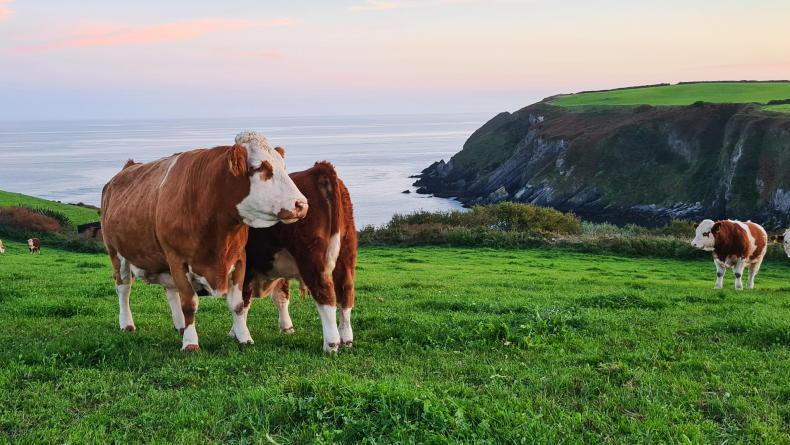 ‘Ag emission reduction opportunities thwarted by Government policy’ - IFA ‘Ag emission reduction opportunities thwarted by Government policy’ - IFA