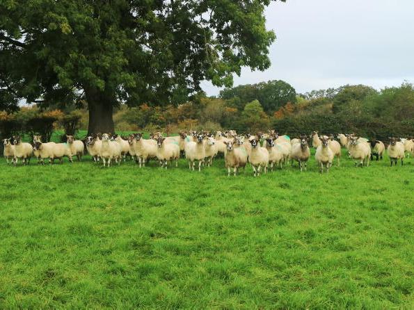 Sheep breeding off to a good start on Tullamore Farm Sheep breeding off to a good start on Tullamore Farm