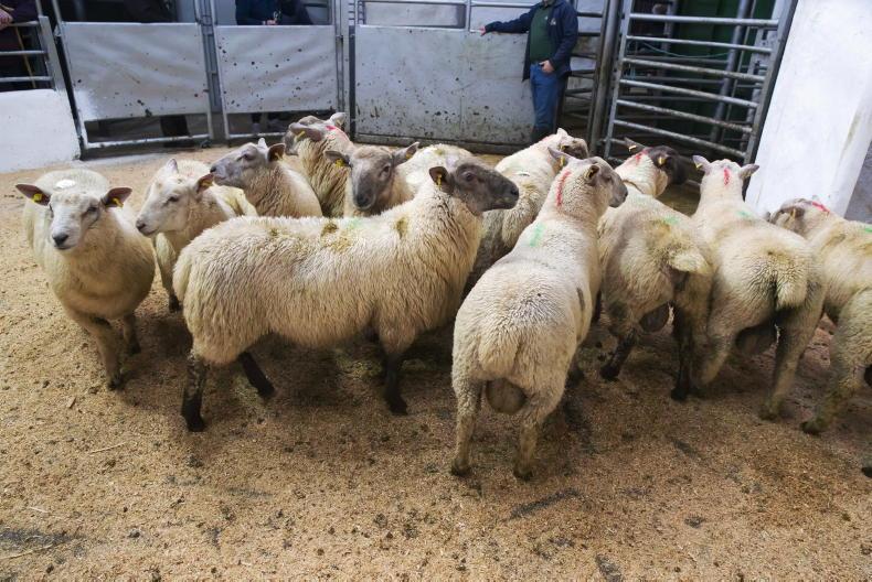 Camera at the Mart: super average of €3.17/kg for lambs in Tullow Mart Camera at the Mart: super average of €3.17/kg for lambs in Tullow Mart