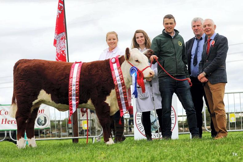 Genetic Gems set to shine in Tullamore Genetic Gems set to shine in Tullamore