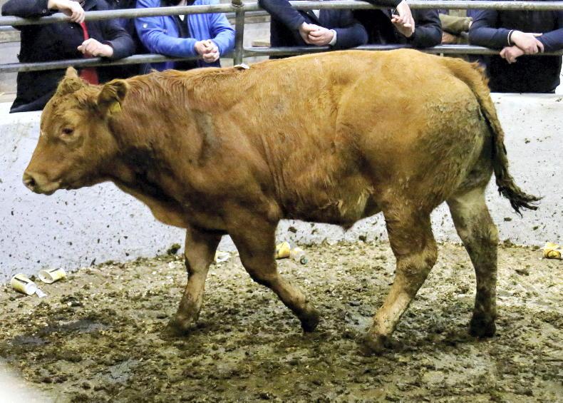 MartBids Database: November mart numbers back 25% on October MartBids Database: November mart numbers back 25% on October