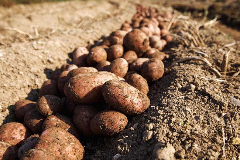 IFA potato report: input costs a concern for potato growers IFA potato report: input costs a concern for potato growers