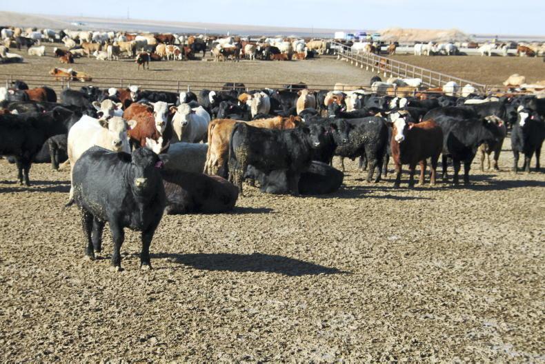 Growth promoters pay on USA farms, vet finds Growth promoters pay on USA farms, vet finds