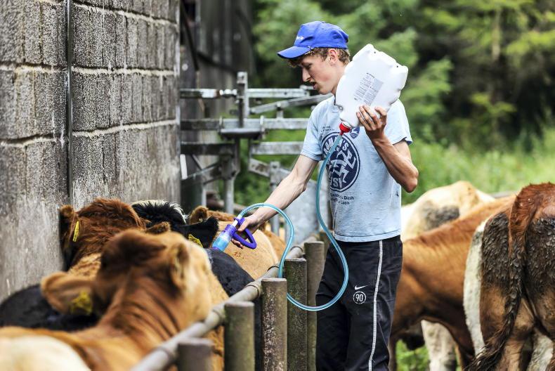 Dairy Management: when to dose youngstock Dairy Management: when to dose youngstock